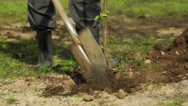 Man gardener in rubber boots buries young fruit tree seedling with shovel in garden on sunny spring day. Warm weather for planting trees closeup