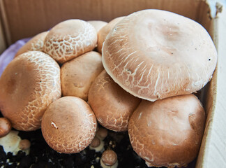 growing mushrooms champignon at home