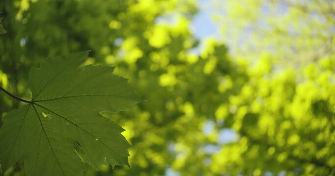 Sycamore Maple Leaves Closeup with Copy Space, Abstract Green Backdrop