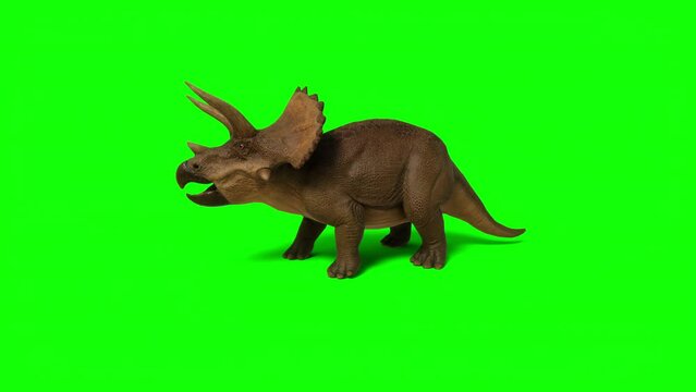Triceratops, ceratops walking on green screen background. The Jurassic Period, Mesozoic era. 3d rendering