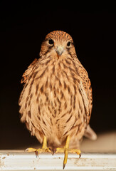 harris hawk sitting on branch