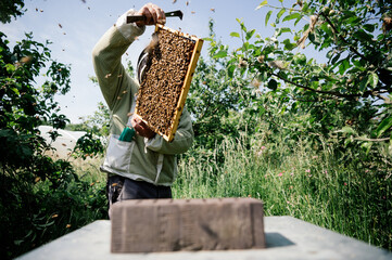 Imker bei der Arbeit in der freien Natur mit Honigwaben und Bienen 