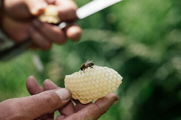 Imker bei der Arbeit in der freien Natur mit Honigwaben und Bienen 