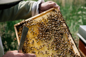 Imker bei der Arbeit in der freien Natur mit Honigwaben und Bienen  - obrazy, fototapety, plakaty