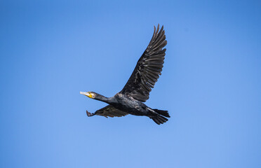 Ardeidae