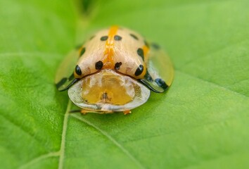 Aspidomorpha tortoise beetle