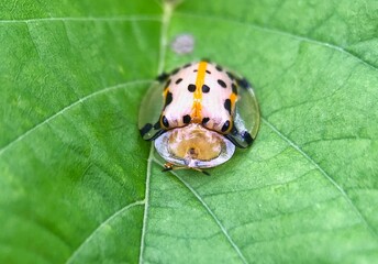 Aspidomorpha tortoise beetle