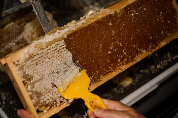 Honigproduktion - der Wach wird von der vollen Wabe entfernt