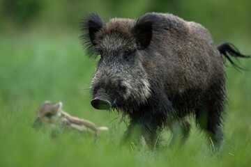 Wild boar running with the piglet at summer evening in meadow