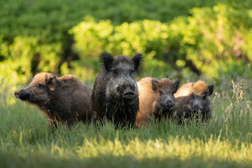 Wild boar family in the forest at sunny evening - obrazy, fototapety, plakaty