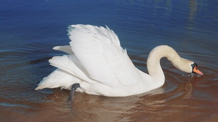 white swan on the shore near the lake. wild bird white swan a pond in the wild. a bird walk on the sand near the river in nature sun