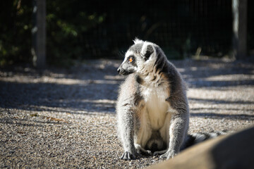Lemur Kata is eating some grass whitch he found on the floor.