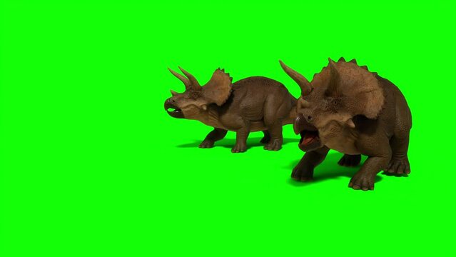 Triceratops, ceratops walking on green screen background. The Jurassic Period, Mesozoic era. 3d rendering