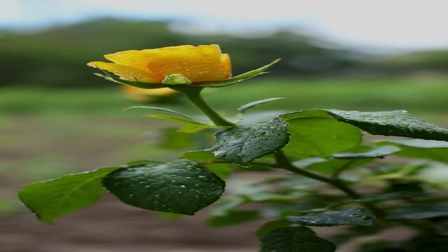 yellow rose with water drops  