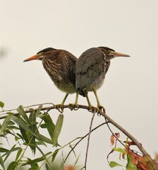 Green Heron Siblings Face the World Together