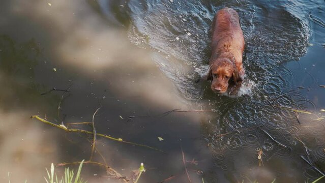 Adult wet red brown cocker spaniel dog plays in river, swims, catches tennis ball, holds it with teeth, comes out of water to shore with grass, summer sunny day in city park, slow motion close-up.