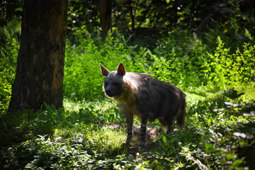 Hyaena brunnea is standing in zoo habitat. She is beautiful animal with long hair.