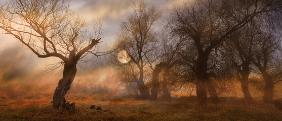 Creepy dark landscape showing forest and trees silhouettes in the swamp at autumn sunset