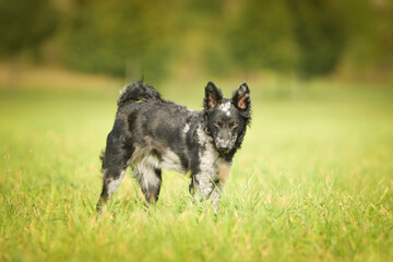 Puppy of mudi is standing in the grass. She is so adorable and fluffy.