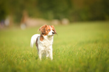 Portrait of dog kooikerhondje. She is so nice dog.