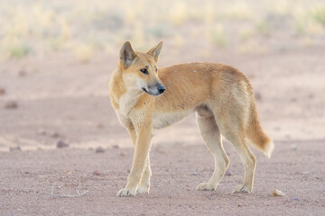 Wild dingo dog (Canis lupus) with hazy backlighting on rocky gibber habitat, South Australia - obrazy, fototapety, plakaty