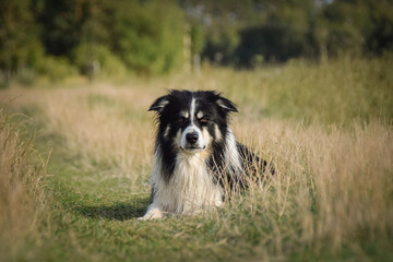Fototapeta na wymiar Border collie is lying in the grass. He is so crazy dog on trip.