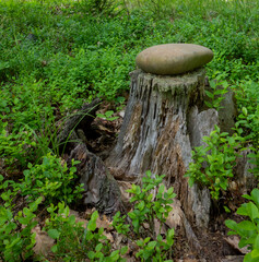 stump in the forest