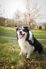 Obraz premium Border collie is sitting in the grass. He is so crazy dog on trip.