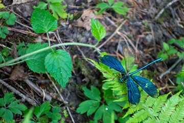 blue dragonfly on a plant