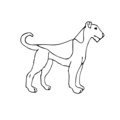 Vector hand drawn doodle sketch welsh terrier dog isolated on white background