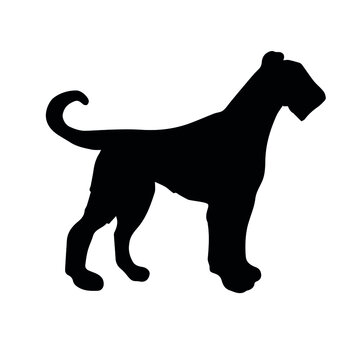Vector hand drawn welsh terrier dog silhouette isolated on white background