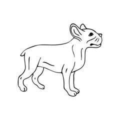 Vector hand drawn doodle sketch french bulldog isolated on white background