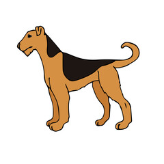 Vector hand drawn doodle sketch colored welsh terrier dog isolated on white background