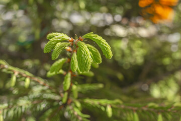 Young light green shoots on Christmas tree
