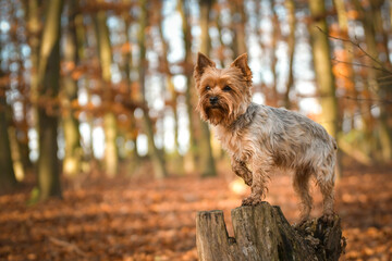 Yorkshire is standing in the forest. It is autumn portret.