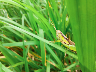 A grasshopper eating a rice leaf