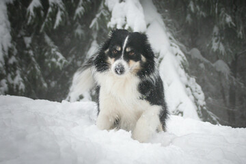 Tricolor border collie is running in the forest in the snow. He is so fluffy dog.