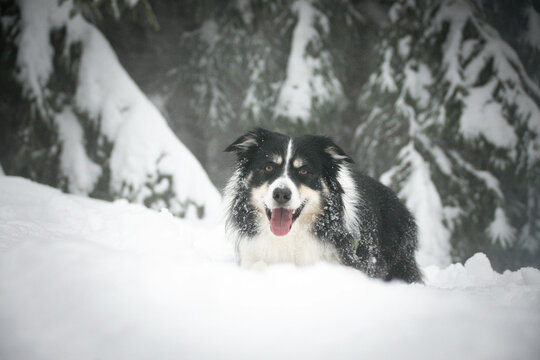 Tricolor border collie is lying in the forest in the snow. He is so fluffy dog.