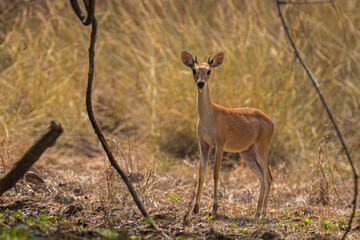 Male Four Horned Antelope is a relatively illusive species to be seen during jungle safari in Tadoba Tiger Reserve.