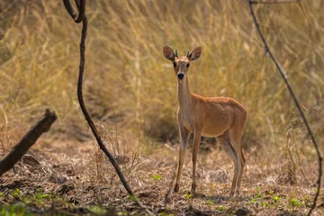 Fototapeten Antilope Male Four Horned Antelope is a relatively illusive species to be seen during jungle safari in Tadoba Tiger Reserve.  © MATRISHVABHASKAR