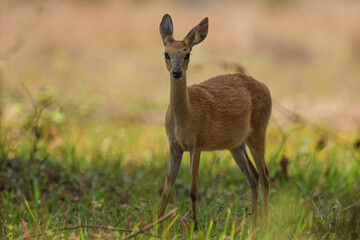 Naklejka na ściany i meble Female Four Horned Antelope is a relatively illusive species to be seen during jungle safari in Tadoba Tiger Reserve.