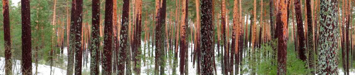Obraz premium Scot Pine Forest, Sierra de Guadarrama National Park, Segovia, Castile and Leon, Spain, Europe