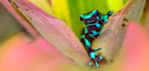 Green and Black Poison Dart Frog, Dendrobates auratus, Tropical Rainforest, Costa Rica, Central...