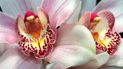 Fototapeta na wymiar Tropical Orchid, Orchidaceae, Amazonia, Ecuador, America