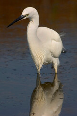 White Heron, Little Egret, Egretta garzetta, Small Heron, Salinas de Santa Pola Natural Park, Alicante, Comunidad Valenciana, Spain, Europe.