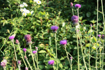Thistles blooming in a field 2
