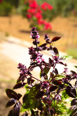 Ocimum Basilicum Purpurascens Nigra plant in bloom under the sun