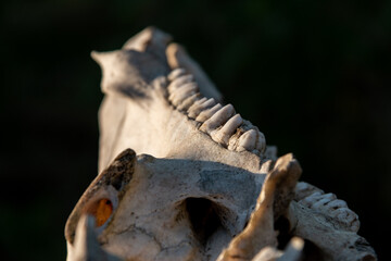 Teeth on an animal skull on a black background. Close-up.