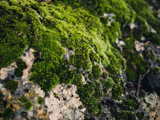 moss on rock