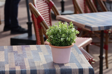 A flower pot on a table on a summer terrace